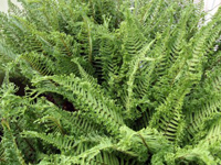 Hardy Fern Dryopteris affinis 'Cristata The King'